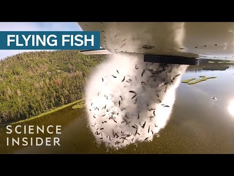 YouTube video thumbnail: Why Utah Drops Fish Out Of Airplanes Into Their Mountain Lakes