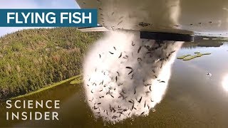 YouTube video thumbnail: Why Utah Drops Fish Out Of Airplanes Into Their Mountain Lakes