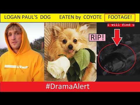 Logan Paul's Dog Kong EATEN by COYOTE! (FOOTAGE) #DramaAlert KSI RESPONDS! Jake Paul ALMOST DIES!