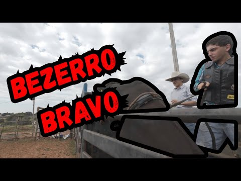 ANIMOU MONTAR E DEPOIS QUIS SOLTAR O BEZERRO #vidarústica