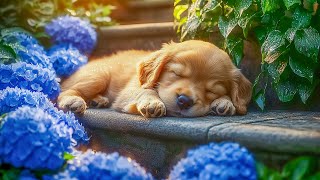 Dog Sleep Music for Dogs🐶Reduce Your Pet's Anxiety Stress🐶💖Put Your Dog at Rest🎵