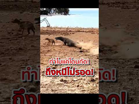 ทำไมแค่โดนกัด ถึงหนีไม่รอด! #มังกรโกโมโด #สัตว์นักล่า #สัตว์ป่า #komododragons