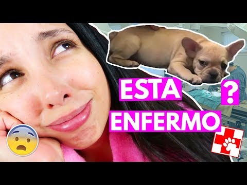 LLEVAMOS A BURRITO AL VETERINARIO ๐ฅ 16 Nov 2017