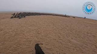OCN Seal Rescues Stream