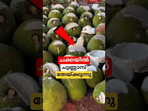 ചക്കയിൽ ചുണ്ണാമ്പ് തേയ്ക്കുന്നു #shortsvideo #jackfruit