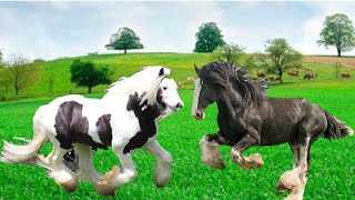 De Relincho a Suspiro: A Linguagem Secreta dos Cavalos em som de animais da fazenda