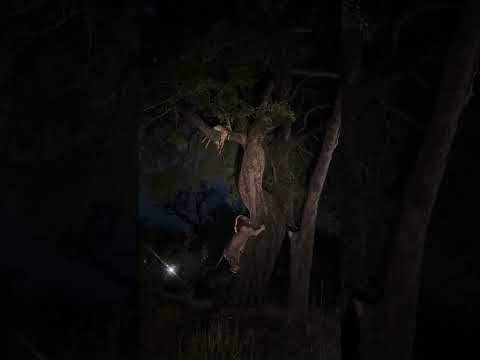 Lion’s High-Stakes Climb to Steal Leopard’s Food!