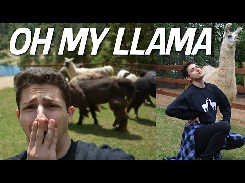 I WENT TO A LLAMA FARM. AND CRIED.