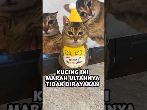 Kucing Ini Marah Ulang Tahunnya Tidak Pernah Dirayain 😹