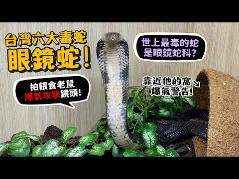 台灣六大毒蛇!收容的眼鏡蛇!餵食竟然爆氣攻擊鏡頭?世界最毒是眼鏡蛇科成員?台灣平地都有?曾咬死人?寶可夢阿伯怪原型【許伯簡芝】【從零開始養】