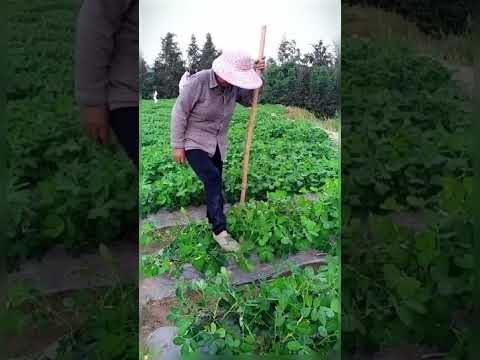 Kacang Tanah Hasilnya Lebih Banyak dengan Cara Ini !