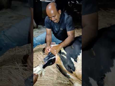 নরমাল ডেলিভারি আল্লাহ ভরসা। কয়া গ্রাম,, #cow #animalfarming #viralshort #amazing