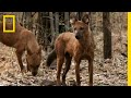 Understanding Dholes: The Endangered Wild Dogs of India