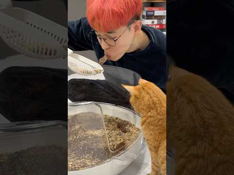 My cat's revenge for cat poop prank #cat #prank #shorts
