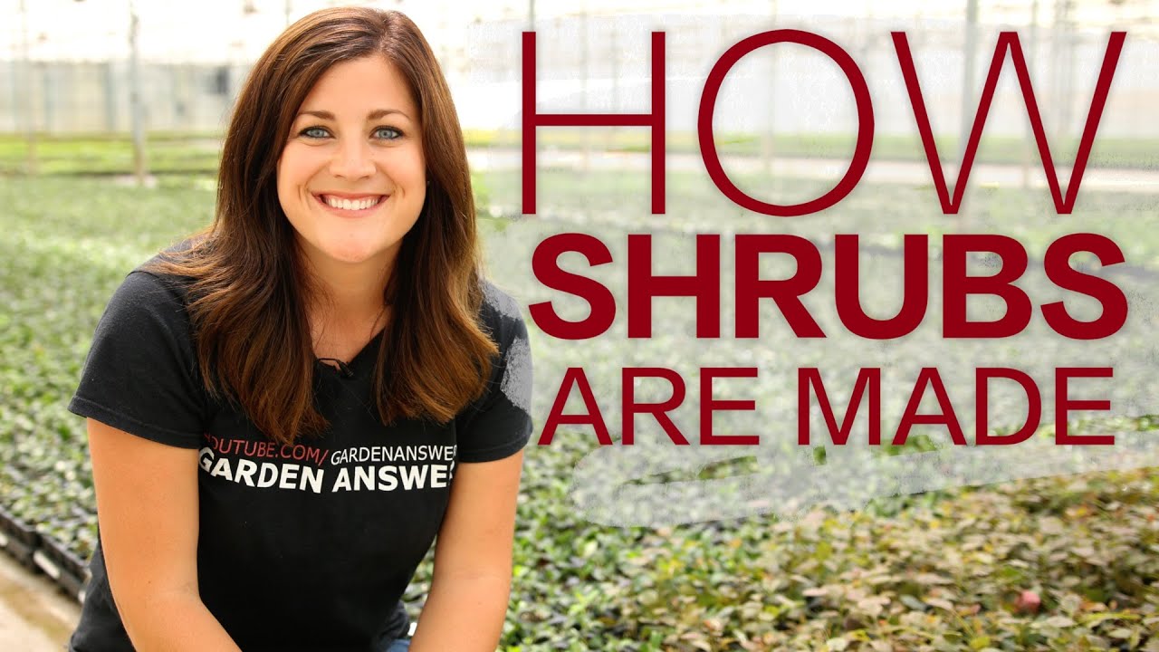 How it's Made: Shrubs #59