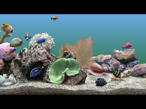 key product for marine aquarium 3 3.0