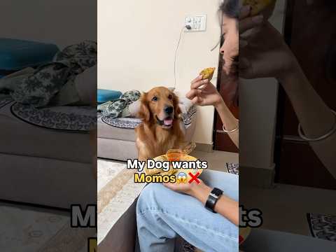 Instead made him Dog friendly momos | 4 Ingredients only | Golden Retriever | Dog Lovers #shorts