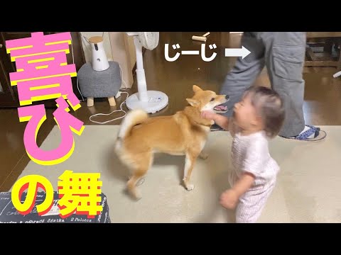 大好きなじいちゃんの帰りに喜びの舞をする柴犬と1歳の孫