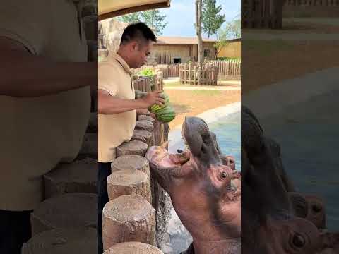 Hippopotamus eat watermelon to relieve heat, one big watermelon Hippopotamus eat watermelon