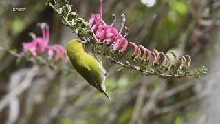YouTube video thumbnail: Researchers Warn Kauai Honeycreepers are Disappearing Faster Than Expected