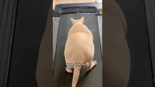BRUSCHIMICHIS 360 😹