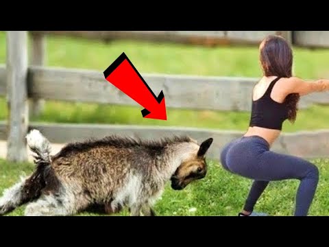 जानवरों के ऐसे कारनामे जिन्हें देखने  लिए नसीब लगता है | 10 Amazing & Rare Animal Moments