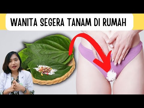 MANFAAT DAN CARA PAKAI DAUN SIRIH UNTUK KESEHATAN | dr. Emasuperr