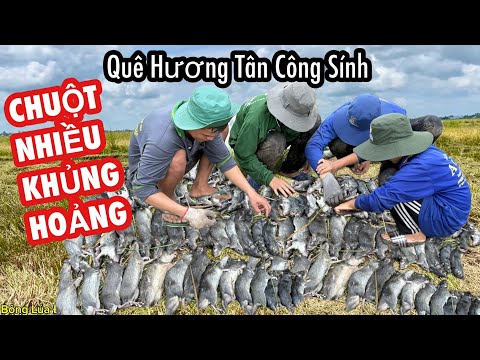 Tân Công Sính Chuột Nhiều Khủng Khiếp Lắm Cả Nhà Ơi • Mouse | Bông Lúa Đồng Tháp