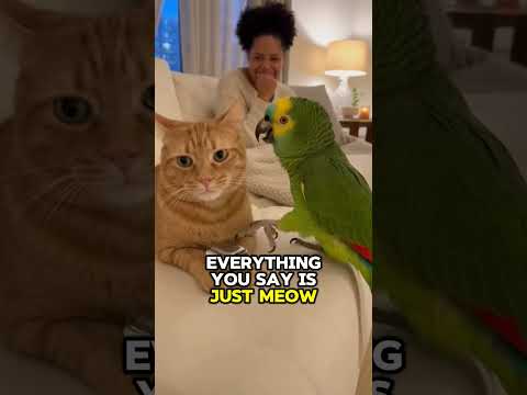 You're stupid cat #parrots #parrottalking