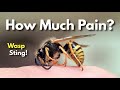 Understanding Wasp Stings