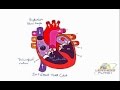 Understanding Heart Anatomy and Functions