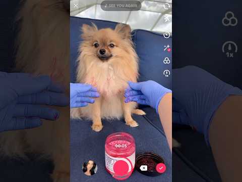 Do you like Jax new Hair COLOR?!😱Part 2 of his V-Day Transformation?‼️👀 #bts #behindthescene #dog