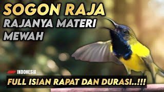 MASTERAN SOGON FULL ISIAN MEWAH MATERI KEKINIAN || Paling populer‼️
