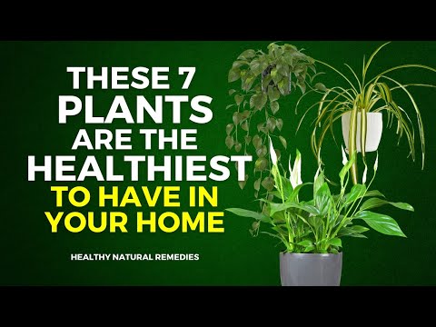 These 7 Plants Are The Healthiest To Have In Your Home