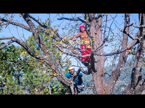 LAPSIKO AMILO ACHAR || लप्सीको अमिलो स्वादिलो अचार बनाउने तरिका, यसरी बनाए वर्ष दिन मज्जाले जान्छ