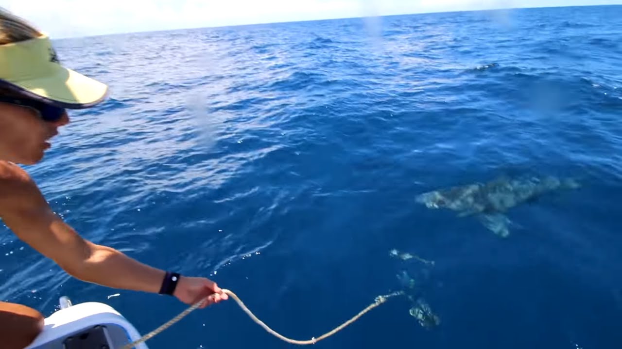 Big SHARKS RUIN fishing trip!
