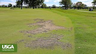 Dealing With Damaged Grass on a Golf Course