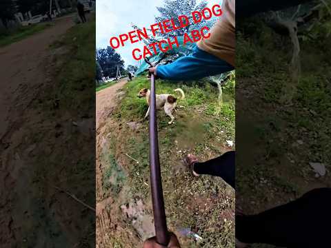 Mafia Field Dog Catch #shorts #youtubeshorts #shortsfeed #dogcatching