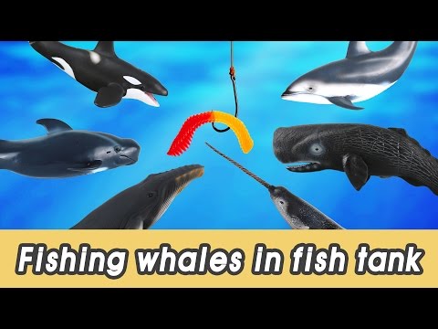 [EN] #63 Let's fish whales in my fish tank! kids education, sea animals animationㅣCoCosToy