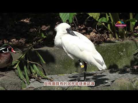 跨國「黑面琵鷺」保育合作、「黑琵（Happy）」後代生態鳥園亮相 - YouTube