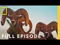 Desert Adaptations and Ecosystems