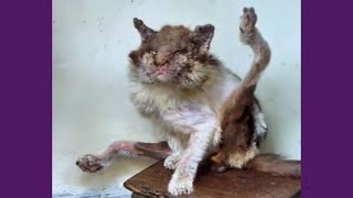 Transformação de Gato Resgatado do Abandono!
