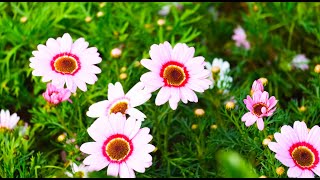 2020 澳門菊花展 Macau Chrysanthemum Flower Festival