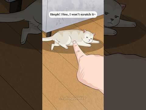 How I Deal with My Naughty Cat! #cat #animals #animation