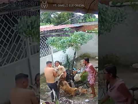 ¿Cómo separar a un pitbull? #shorts