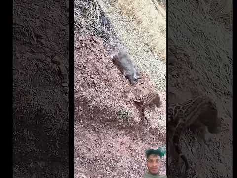 #animals #cat #funny #tiger #leopard #labu #lucu #buahlabu #cute #smartphone