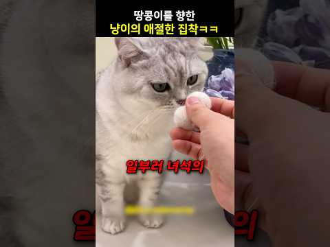 땅콩이를 향한 냥이의 애절한 집착ㅋㅋ