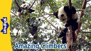 Amazing Climbers! Koalas, Pandas, Leopards and More! | Little Fox