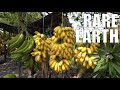 The Rise and Impact of Banana Republics