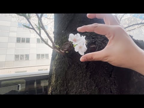 We Watched the Cherry Blossoms Wake Up